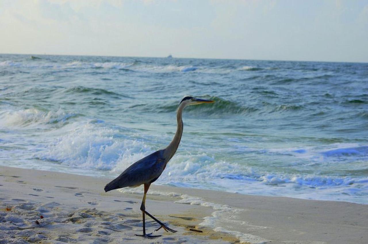 Tropical Winds 403 By Albvr - 2Br, 2Ba Beachfront Beauty With Incredible Views, Outdoor Pool, Fitness Room, And Grill Area Gulf Shores Esterno foto